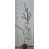 Vivai Decandia Giovanni PIANTA DI OLIVELLO SPINOSO VASO 18 altezza 180cm - HIPPOPHAE RHAMNOIDES