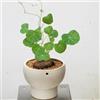 Generic Stephania Erecta balcone con facile curare giardino roccioso 4bulbi