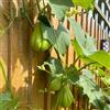 Generic chayote semi giardino vaso, resistenti balcone resistenti balcone rialzato 225pcs
