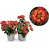 POWERS TO FLOWERS - LANTANA CAMARA ROSSO, 2 PIANTE, VASO 14CM, piante vere