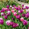 VIRIDIMANIA Bulbi di Tulipani | Bulbi provenienti dai migliori produttori Olandesi | Esclusiva selezione e controllo qualità | Fioritura garantita. (25 Bulbi di Tulipani SFUMATURE VIOLA)