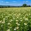 Generic Camomilla Matricaria Chamomilla Semi Aromatica e Officinale | 1000 Semi, Per Tisane, Pianta da Giardino, Uso Officinale, Aromatica
