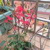 Generic Plumbago auriculata balcone giardino ufficio giardino ornamentali di appartamento rampicante 1piante