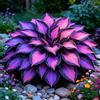 TUYIKJHS Hosta/Resistenti Perenne/Splendide decorazioni da giardino/Adatta ai principianti/Adatto per uso interno ed esterno-4Rizomi-B