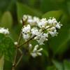 Gardenaria Pianta Ligustro Ligustrum texanum, Arbusto Ornamentale Sempreverde da Giardino, Colore Verde, Fioritura Bianca, Altezza 80/110 cm, Vaso 24