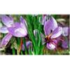 Generico Bulbi di Croco da Zafferano, Crocus Sativus, Circonferenza 9/10 cm, Confezione da 20 Bulbi, Disponibilità Immediata, Per Coltivazione Zafferano