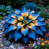 TUYIKJHS Hosta/Resistenti Perenne/Splendide decorazioni da giardino/Adatta ai principianti/Adatto per uso interno ed esterno-4Rizomi-C