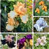 Generic iris copertura terreno balcone rialzato letto giardino 7bulbi