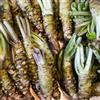 Generic semi di wasabi biologici di perenni, fresche di wasabi orto, biologiche, rustici, 500pcs
