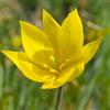 VIRIDIMANIA Bulbi di Tulipani | Collezione Varietà Esclusive da Autunno a Primavera | Alta Qualità e Controllo Selezionato | Fioritura Garantita (10 Bulbi di Tulipani SYLVESTRIS)