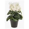 artplants.de Ciclamino Artificiale, Crema, 25cm | in Vaso, 12 Fiori - Ciclamino Decorativo/Pianta da Interno