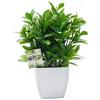 OFFIDIX Piante Artificiali Mini Eucalyptus in plastica con Vaso Quadrato per scrivania, Piante finte per la casa in Finta pianta con vasi in plastica per la Decorazione Domestica