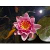 Ninfea (Nymphaea) 'Yuh Ling', pianta acquatica palustre per laghetto