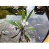 Sagittaria platyphylla, pianta acquatica palustre per laghetto