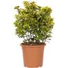 KENTIS - Euonymus Japonicus Aurea - Evonimo Giapponese - Piante Vere da Esterno da Siepe - Pianta da Giardino - H 60-80 cm Vaso Ø 24 cm