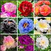 Vnuhgzs Peonia rara/Peonia ibrida a tubero/Rizoma/Resistente/Giardino/Facile da curare/Decorazione per esterni-1 Rizoma-k