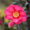 le Georgiche Vivai le Georgiche - Pianta vera di Camellia sasanqua Kanjiro C.hiemalis 'Kanjirō', C.'Hiemalis Hiryū' Camelia di Natale - vaso Ø 18 cm - altezza alla vendita 40-60 cm