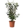 KENTIS - Feijoa Acca Sellowiana - Piante Vere da Esterno da Frutto - Pianta da Giardino Sempreverde - H 40-50 cm Vaso Ø 18 cm