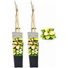 POWERS TO FLOWERS - KIWI BUNTBLATTRIGER, IDEALE PER PERGOLE, 2 PIANTE, piante vere