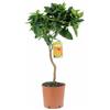 KENTIS - Citrus Sinensis - Arancio Dolce - Piante da Frutto Vere da Esterno - Pianta da Balcone Terrazzo - H 70-80 cm Vaso Ø 20 cm