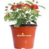 eGarden.store Pianta vera di Lantana Camara varie colorazioni ornamentale fiorita da esterno venduta da eGarden.store (Rosso v.14 cm)