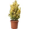 Kentis - Euonymus Japonicus Aurea - Evonimo Giapponese - Piante Vere da Esterno da Siepe - Pianta da Giardino - H 100-125 cm Vaso Ø 30 cm