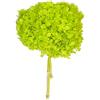 zelda bomobniere Mazzo Fiore Ortensia Stabilizzata con Steli Naturale Colorata Diametro 20 Cm (Verde)