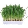 Trixie Small Animal Grass Seed, 100 gram