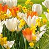 VIRIDIMANIA Bulbi da Fiore SELECTION | Bulbi dai migliori produttori Olandesi | Selezione e controllo qualità | Fioritura garantita. (24 Bulbi di Tulipano ARANCIO/BIANCO e Narciso GIALLO)