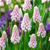 VIRIDIMANIA Bulbi da Fiore Autunnali Olandesi | Selezione di Bulbose a Fioritura Primaverile | Ottima Qualità e Fioritura Garantita (4 Bulbi di MUSCARI PINK SUNRISE)