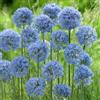 VIRIDIMANIA Bulbi da Fiore Autunnali Olandesi | Selezione di Bulbose a Fioritura Primaverile | Ottima Qualità e Fioritura Garantita (15 Bulbi di ALLIUM AZUREUM)