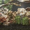 Zolux Sfondo per Acquario Coralli/Nero 80x50h cm