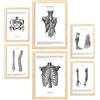 Nacnic - Set di 6 poster di anatomia (muscoli, gamba, braccio, colonna vertebrale, bacino). Ideali per studi medici o sale studio. Formati A3 e A4 con cornice in legno.