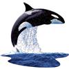 MAD CAPP Puzzle MAD CAPP Orca, 48 pezzi, per bambini dai 4 anni in su