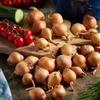 DUTCH BULBS EXCLUSIVE PLANTS FROM HOLLAN Pianta bulbi da orto Golden Gourmet - 500 gr Scalogno Cipolle | Dolce Piccante - Qualità Olandese Piante - 14-21 mm (non semi, non artificiale)