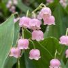 DUTCH BULBS EXCLUSIVE PLANTS FROM HOLLAN Convallaria rose, mughetto perenne (10 radici/bulbi), grandi piante perenni resistenti al freddo provenienti dall'Olanda per giardino e vaso (bulbi grandi, senza semi)