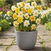 DUTCH BULBS EXCLUSIVE PLANTS FROM HOLLAN Bulbi Fiori Perenni da Esterno - 25 Bulbi di Narciso Split Corona - 6 | 7 varietà, Piante e fiori esclusivi dall'Olanda, Profumati, per giardino e vaso (non semi, non artificiali)