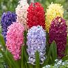 DUTCH BULBS EXCLUSIVE PLANTS FROM HOLLAN Bulbi Fiori Perenni da Esterno - 15 Bulbi Giacinto | Piante e Fiori Esclusivi dall'Olanda, 5 Varietà Profumate, per Giardino, Vaso e Vetro (non semi, non artificiali)