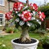 OJMUJDJ Rosa del deserto, resistente, perenne - Giardini e balconi, decorazione, giardini-3bulbi-C