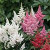 DUTCH BULBS EXCLUSIVE PLANTS FROM HOLLAN Piante Vere da Esterno - Pianta Astilbe - 10 Radici - Mix di 5 varietà | Perenni, Piante e Fiori Esclusivi dall'Olanda, Bianco-Rosso-Rosa-Viola (non semi, non artificiali)