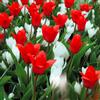 VIRIDIMANIA Bulbi da Fiore SELECTION | Bulbi dai migliori produttori Olandesi | Selezione e controllo qualità | Fioritura garantita. (25 Bulbi di Tulipano ROSSO e Crocus BIANCO)