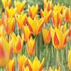 VIRIDIMANIA Bulbi di Tulipani | Collezione Varietà Esclusive da Autunno a Primavera | Alta Qualità e Controllo Selezionato | Fioritura Garantita (10 Bulbi di Tulipani GIUSEPPE VERDI)