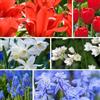 Plant in a Box - Bulbi da fiore provenienti dall'Olanda - Bulbi x125 - Miscela Allegra di Bulbi da Fiore - Tulipano - Narciso - Scilla - Allium