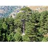 Generico 20 Semi di Pino Nero (Pinus Nigra Salzmannii)