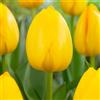 VIRIDIMANIA Bulbi di Tulipani | Collezione Varietà Esclusive da Autunno a Primavera | Alta Qualità e Controllo Selezionato | Fioritura Garantita (10 Bulbi di Tulipani NOVI SUN)
