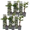 Plant in a Box - Ortensia hydrangea 'Petiolaris' - Set di 6 - Ortensia rampicante - Vaso 9cm - Altezza 25-40cm