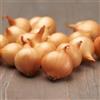 DUTCH BULBS EXCLUSIVE PLANTS FROM HOLLAN Pianta bulbi da orto Stuttgarter Riesen - 500 gr Semi di Cipolla | Dolce Piccante - Qualità Olandese Piante - 14-21 mm (non semi, non artificiale)
