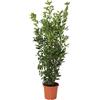 KENTIS - Laurus Nobilis - Pianta di Alloro - Piante Vere da Esterno da Siepe - Pianta da Giardino Sempreverde - H 125-150 cm Vaso Ø 24 cm
