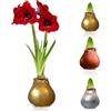 DUTCH BULBS EXCLUSIVE PLANTS FROM HOLLAN Bulbi di Amaryllis Cera Argento, Oro, Bronzo | 3 Bulbi Fiori, Grande Formato 28/30, Piante e Fiori Esclusivi dall'Olanda, Hippeastrum Autentico (non semi, non artificiale)