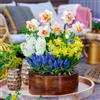 DUTCH BULBS EXCLUSIVE PLANTS FROM HOLLAN Bulbi Fiori Perenni da Esterno - Collezione di bulbi primaverili | Vaso da fiori, 50 pezzi, Tulipano, Narciso, Giacinto, Piante e Fiori Esclusivi dall'Olanda (non semi, non artificiali)